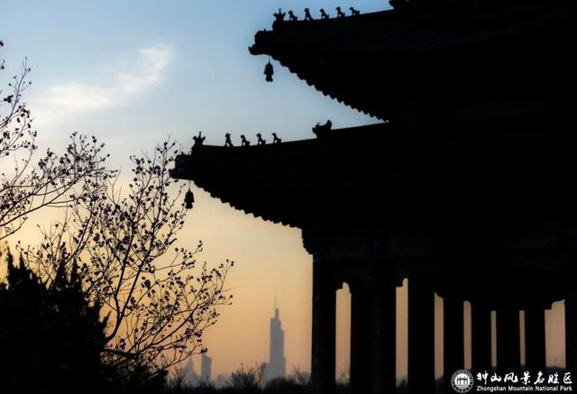 梅花山早梅“剧透”！盛花期在……