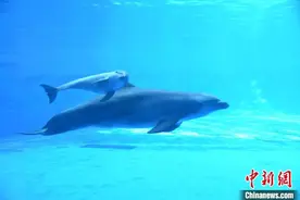 海南新生宽吻海豚已满月 状态健康活泼胆子大图片