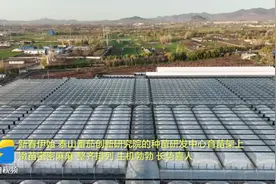 春耕正当时！肥城番茄育苗忙 新项目投产后年产2亿株种苗打造全国标杆图片