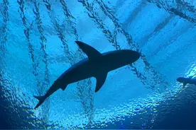 湿地与飞禽同餐、海洋馆探秘深海 在新加坡看见生物多样性之美图片