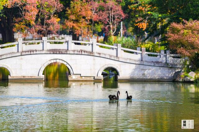 读城｜鹅鹅鹅！福州公园“顶流家族”又将"添丁"……