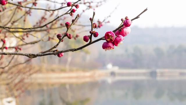 气温直冲20℃！第一波赏花的人已出发