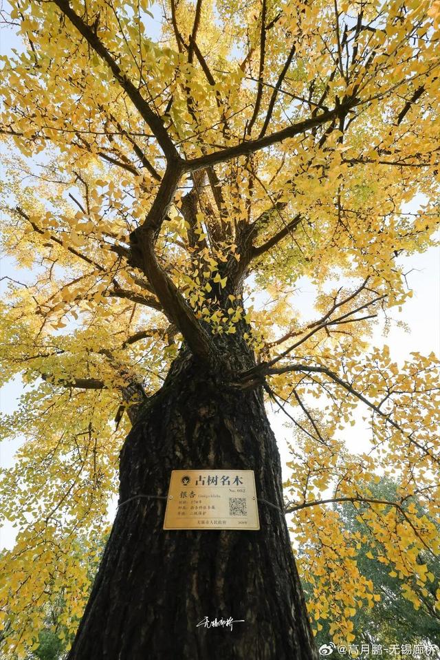 突然全黄了！无锡人注意！