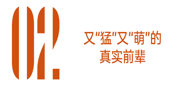《花少7》好看那英功不可没