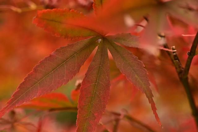 来宣恩矅天眼，看万山红遍，层林尽染！