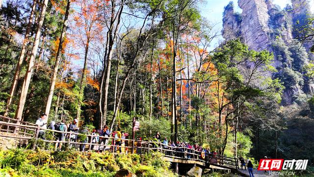 冬日暖阳映峰林 张家界国家森林公园冬游火热