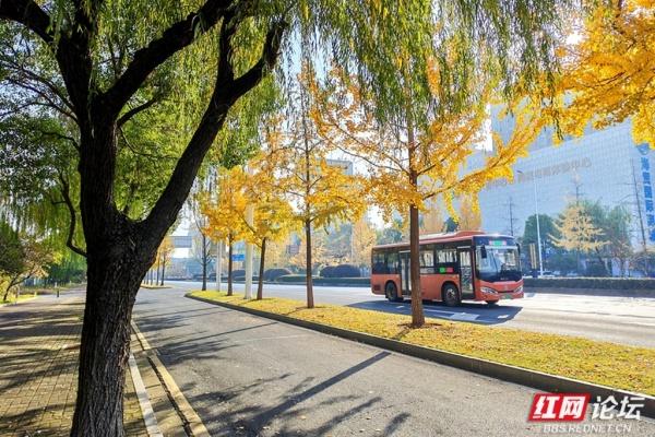金色长廊！常德柳叶大道迎最佳观赏期
