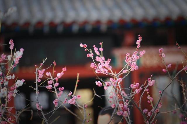诗里诗外，春天的趵突泉都美翻了 | 人文