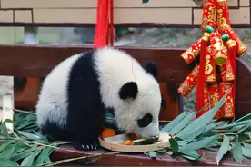 熊猫宝宝在广州怎么过春节？一言不合就是“酷酷炫”图片