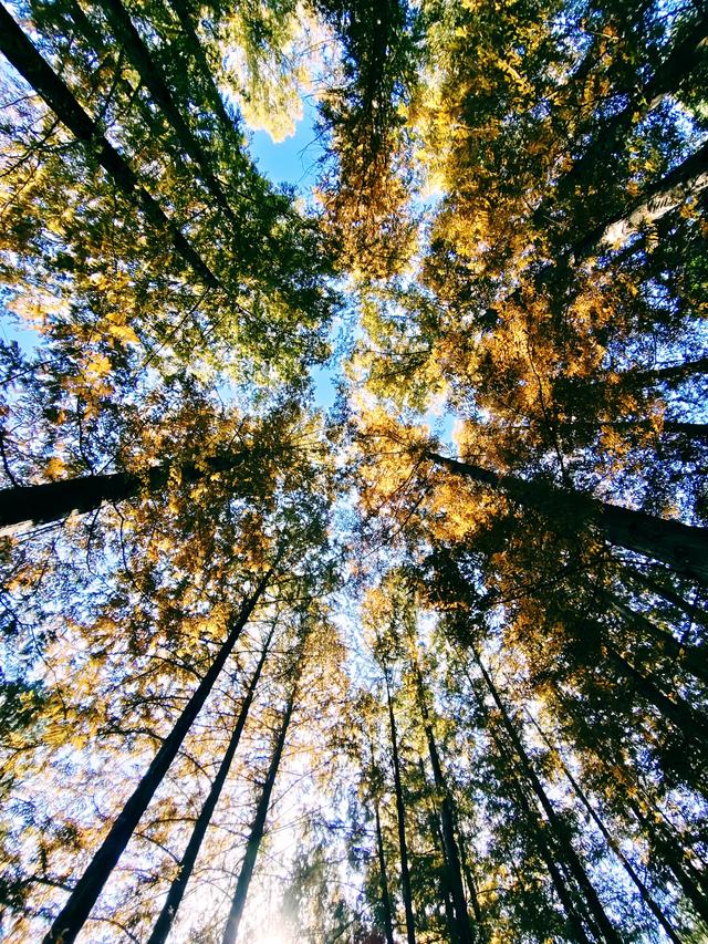 今日北京晴朗微风，有空走走，赏秋正当时