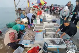 鱼虾“跳”上岸，那叫一个鲜！青岛沿海一线渔民出海作业，渔码头变“海鲜市场”图片