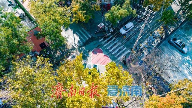 一年四季 泉在济南丨树影婆娑间，邂逅济南最温柔的秋天