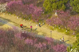 春日赏梅正当时！合肥金斗公园6000多株梅花竞相绽放图片