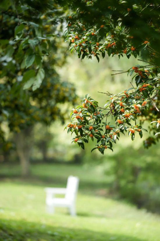 上海第一缕桂花香已到货！秋季“限定款”来了
