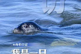 仙境海岸，听，一只海豹的告白图片