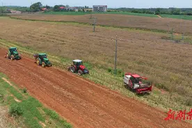 油菜喜丰收  轮作增效益图片