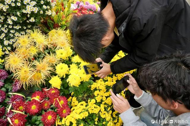 初冬暖意融融，快来趵突泉看菊花展
