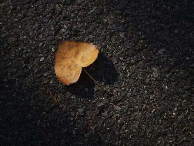 一键收藏！向化镇邀您打卡限定版秋色