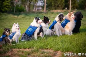 上岗前先“实习”，情绪稳定是关键！治疗犬用生命影响生命图片