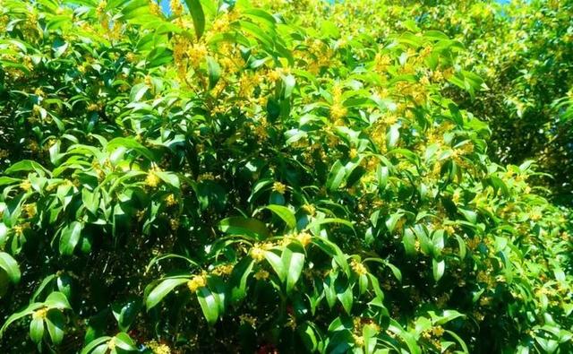 南京这两棵古桂花树，香了整个村子！