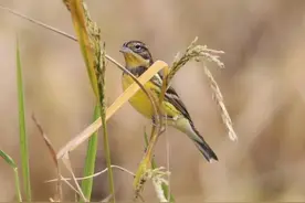 湖南沅江发现世界极危物种 黄胸鹀惊现稻田图片