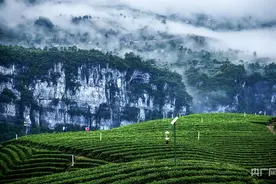 沿着纬度听中国︱恩施玉露  蒸青千年图片