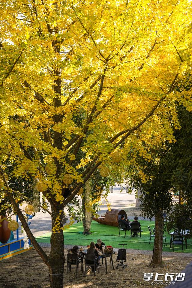 江天暮雪，一树金黄成诗｜组图