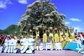 580岁古流苏树再现一树繁花绝美景色，花间集热闹非凡图片