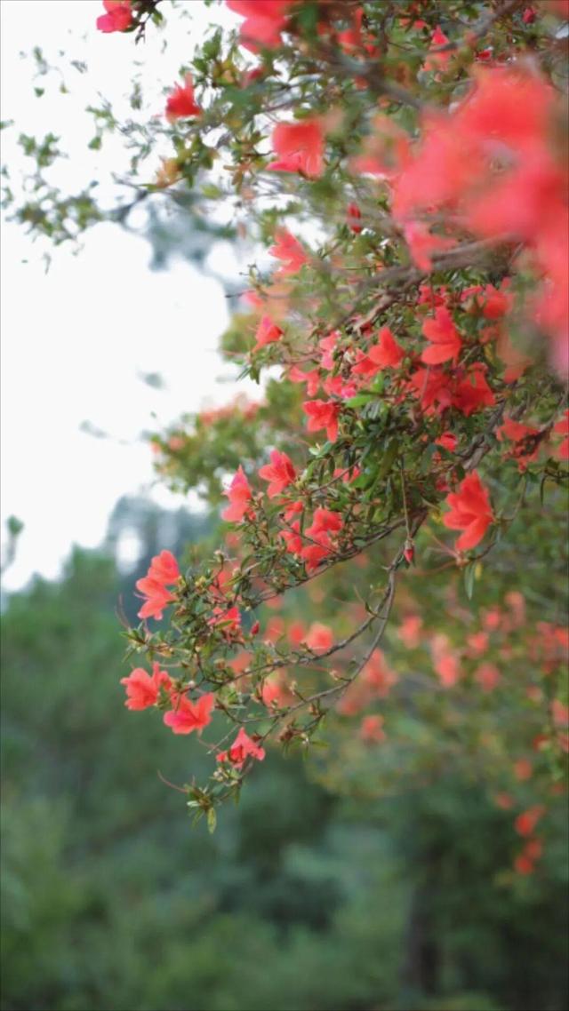 秋日春景！福州这里的杜鹃花反季节盛开