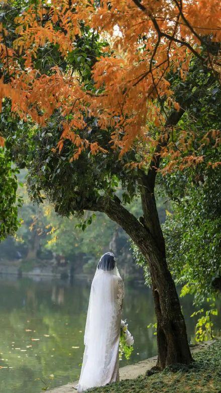 阳光下的水杉是自然的馈赠！冬季里的大美中国