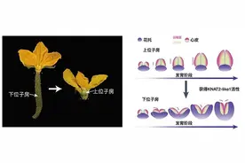 中国农科院蔬菜花卉研究所团队揭示瓜类下位子房发育关键演化机制图片