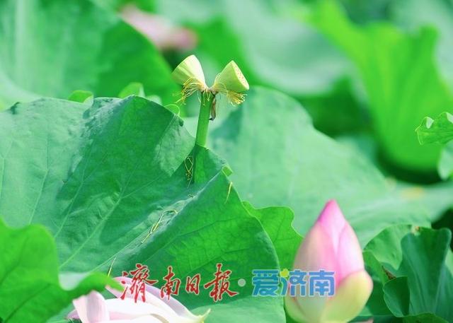 一年四季 泉在济南丨泉城公园“并蒂莲”凋谢，“连体”莲蓬引市民围观
