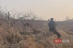 黄牛“失控”四处冲撞，民警果断一枪击毙图片