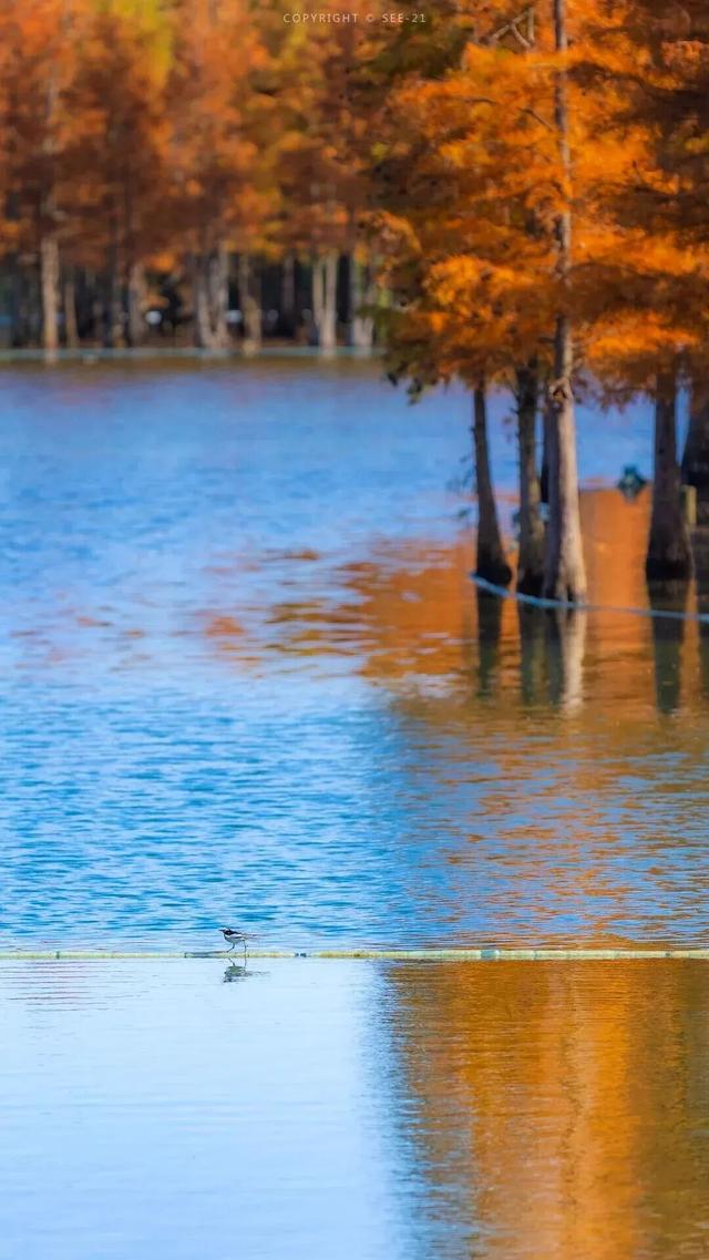 成都限定红！水杉最美季节上线，赶紧打卡