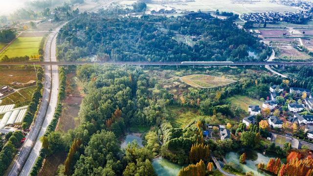 C视觉︱成都这片“水上森林”美到窒息 错过再等一年