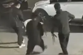 流浪猫被烈性犬咬死，长春警方通报：3名犬主被处罚，涉事犬只暂扣！图片