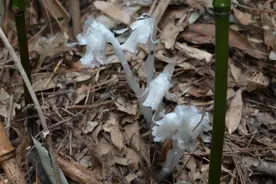 近危级珍稀植物“幽灵之花”现身奉化大雷山图片