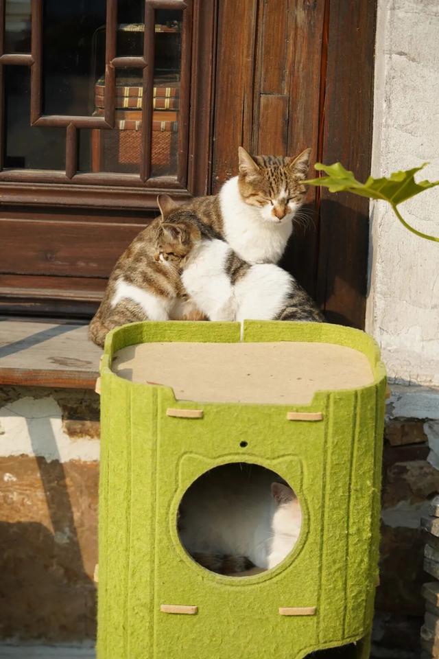 太火爆！无锡人最近都在…