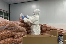 中国南瓜之乡的“国际生意”图片