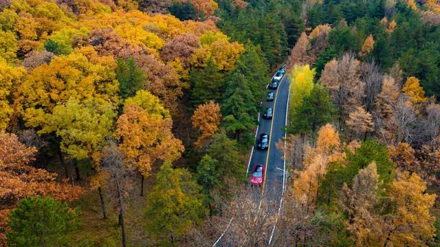 别再问了！洛阳秋色天花板，就藏在这里→