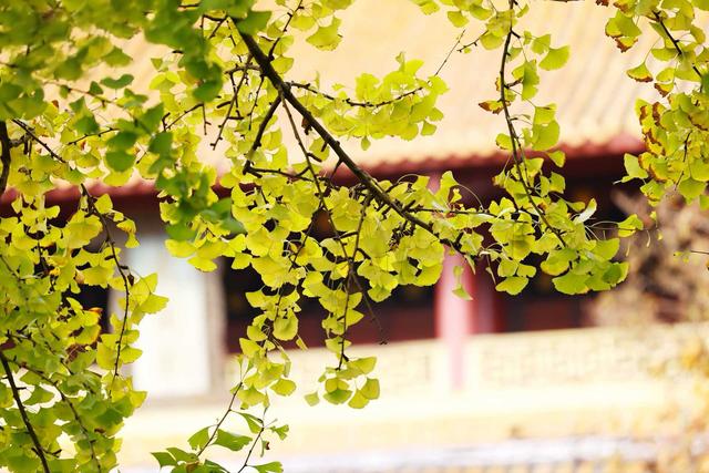 邀市民游客邂逅最美金秋！2025成都金秋银杏季文旅促消费活动启动