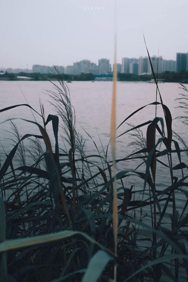 顶级美学!西安这4个园林,美到失语!