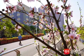 南京滨江桃花提前绽放，传递春的气息图片