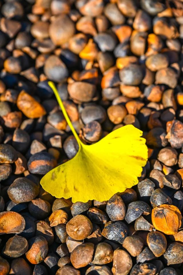 现存数量最多！赏银杏就来珠峰村