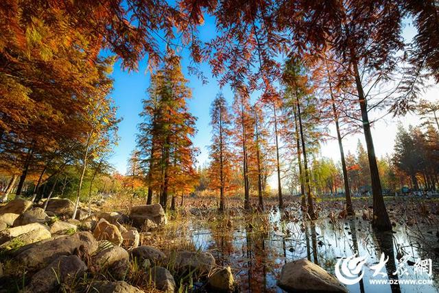 四季予你丨流动的油画！鱼鸟河水杉林上演“渐变魔法”