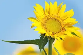 为什么向日葵会跟着太阳转？科学家发现新机制图片