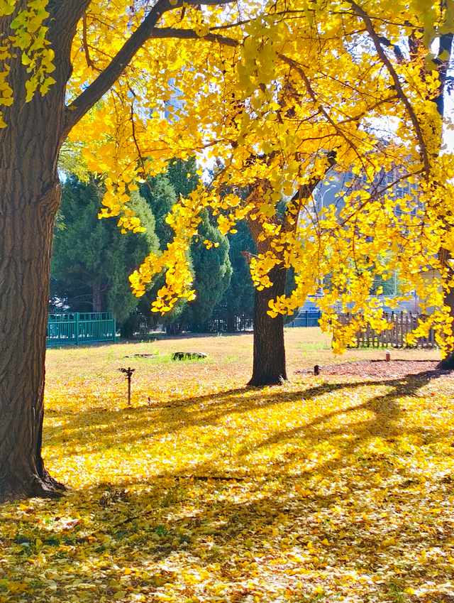 太美了！漫步南长河，邂逅满途风光