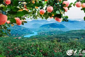 你不知道的100个淄博㉖丨沂源：中华名果，“沂源红”苹果图片
