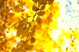 湖北红安：“秋妆”上新 银杏美如画图片