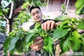 樱珠报春开花早，果农忙春盼丰收图片